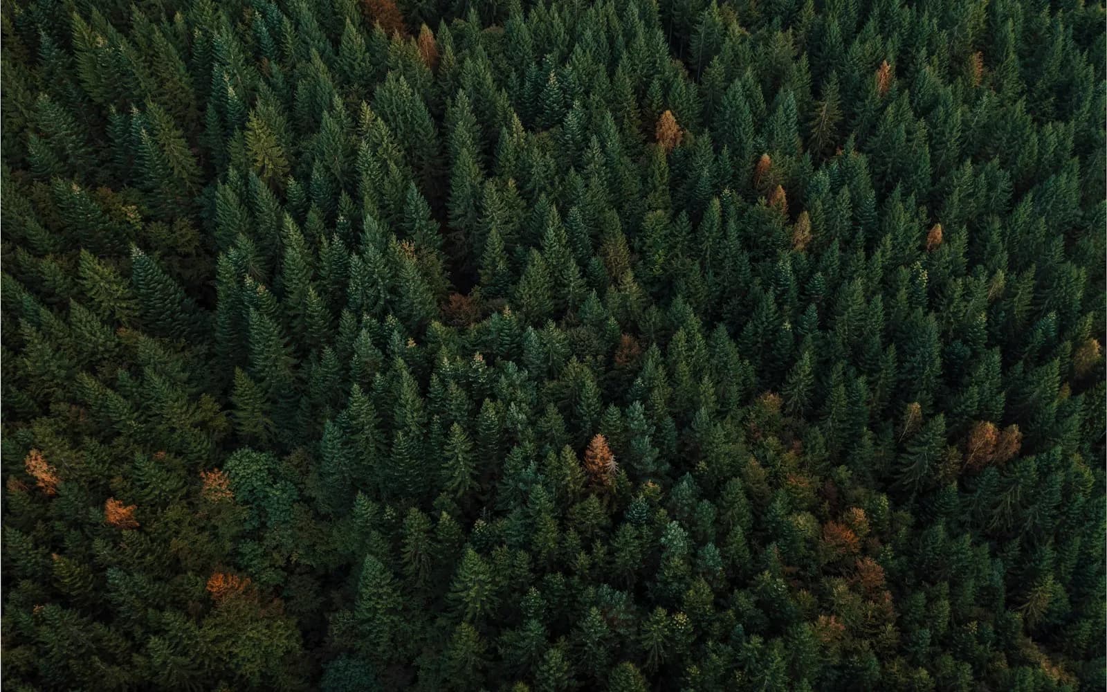 Spruce and pine forest